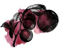 Sour Plum